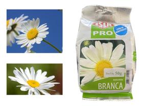 Sementes de Margarida Branca Pac c/ 50gr de Sementes