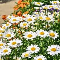 Sementes de Margaridinha Chrysanthemum Paludosum Branco 200mg