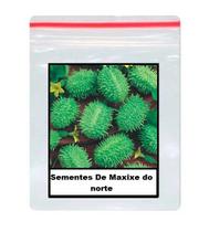 Sementes De Maxixe do norte 100 unidades Sementes De Maxixe do norte 100 unidades