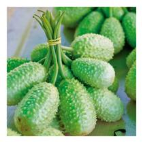 Sementes de Maxixe Pac C/ 100gr de Sementes Sementes de Maxixe Pac C/ 100gr de Sementes