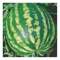 Sementes de Melancia Crimson Sweet Pac C/ 100gr de Sementes