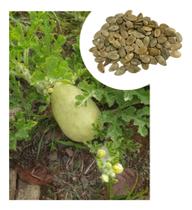 Sementes de Melancia Forrageira P/ Porco e Cavalo - 200gr