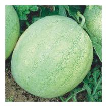 Sementes de Melancia Omaru Yamato Linha Profissional 500gr