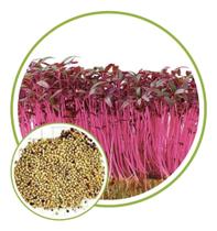 Sementes de Microverdes de Amaranto Asteca 100g - SEEDS
