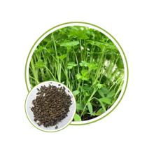 Sementes de Microverdes de Salsa Manu 2g Sementes de Microverdes de Salsa Manu 2g