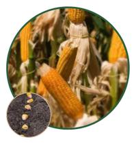 Sementes de Milho Al Bandeirante 1kg - seeds Sementes de Milho Al Bandeirante 1kg - seeds