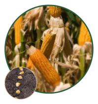 Sementes de Milho Al Bandeirante 500g Sementes de Milho Al Bandeirante 500g