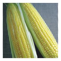 Sementes de Milho Doce Confeito - 1KG Sementes de Milho Doce Confeito - 1KG