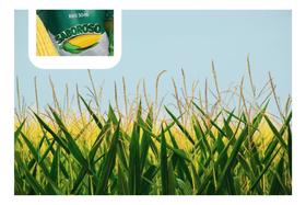 Sementes de Milho Hibrido BRS 3046 Saboroso - 20KG de Sementes