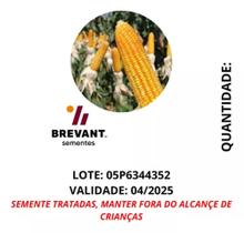 Sementes De Milho Hibrido Grãos Resistente/hibrido 1kg