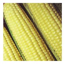 Sementes de Milho Itapua 700 - 500G