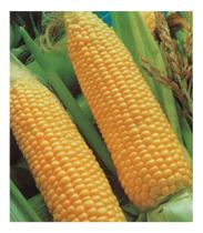 Sementes de Milho Super Doce Aruba Env C/ 10gr Sementes de Milho Super Doce Aruba Env C/ 10gr