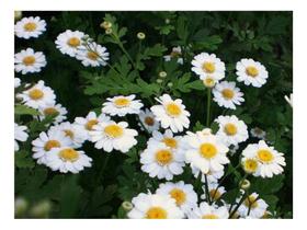 Sementes de Mini Crisantemo Branco - 120mg