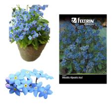 Sementes de Miosoti Alpestris Azul Env C/ 150mg de Sementes