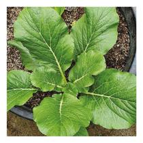 Sementes de Mostarda Organico Lisa Envelope c/ 1,6gr