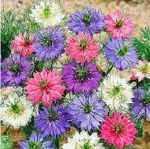 Sementes de Nigela Sortida / Dedo-de-Dama Damascena Sortida 450mg - Feltrin Sementes de Nigela Sortida / Dedo-de-Dama Damascena Sortida 450mg - Feltrin