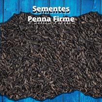 Sementes de Níger 1kg Sementes de Níger 1kg