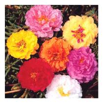 Sementes de Onze Horas Dob Sortida Env C/ 130mg