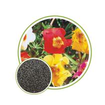 Sementes de Onze Horas Dobrada Sortida 50mg Sementes de Onze Horas Dobrada Sortida 50mg
