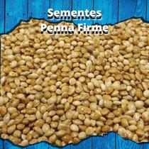 Sementes de Painço - 1kg Sementes de Painço - 1kg