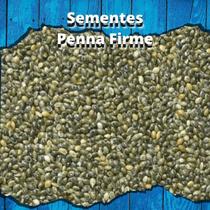 Sementes de Painço Verde - 1kg Sementes de Painço Verde - 1kg