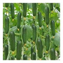 Sementes de Pepino Aodai - 7g