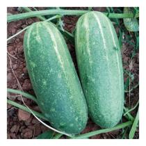 Sementes de Pepino Caipira 5gr Sementes de Pepino Caipira 5gr