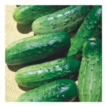 Sementes de Pepino Conserva Wisconsin Smr 18 50G