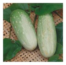 Sementes de Pepino Esmeralda Tipo Caipira Env C/ 7gr de Sementes