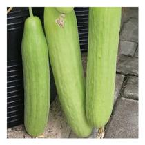Sementes de Pepino Hibrido Banglas Cartela c/ 20 Sementes