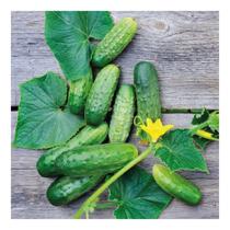 Sementes de Pepino Hibrido Green Pick P/ Conserva Env C/ 1.20gr Sementes de Pepino Hibrido Green Pick P/ Conserva Env C/ 1.20gr