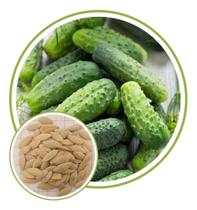 Sementes de Pepino Hibrido Pioneiro 50G Sementes de Pepino Hibrido Pioneiro 50G