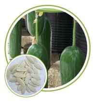 Sementes de Pepino Hibrido Serafim 625mg