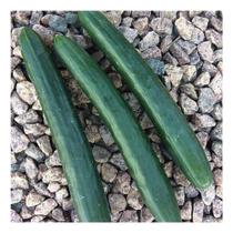 Sementes de pepino japones nagato env c/ 0.271mg de Sem
