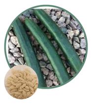 Sementes de Pepino Nagato 271mg - isla Sementes de Pepino Nagato 271mg - isla