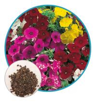 Sementes De Phlox Drummond 200mg - topseeds Sementes De Phlox Drummond 200mg - topseeds