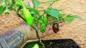 Sementes de pimenta Bhutlah Chocolate 10 unidades Sementes de pimenta Bhutlah Chocolate 10 unidades