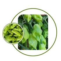 Sementes de Pimenta de Cheiro Acemira - 2,0gr de Sementes Sementes de Pimenta de Cheiro Acemira - 2,0gr de Sementes