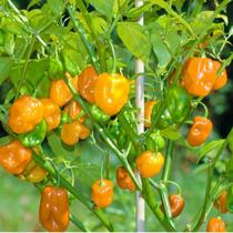 Sementes de Pimenta Habanero Laranja Sementes de Pimenta Habanero Laranja