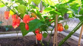 Sementes de pimenta Habanero vermelha Sementes de pimenta Habanero vermelha