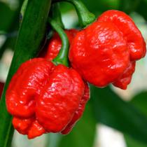 Sementes de Pimenta Trinidad Scorpion Vermelha - 400mg