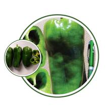 Sementes de Pimentão Híbrido Exito 120mg de Sementes Sementes de Pimentão Híbrido Exito 120mg de Sementes