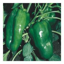 Sementes de Pimentao Voraz Envelope c/ 5gr