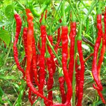 Sementes de Pimentas Diversas Variedades