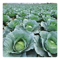 Sementes de Repolho Hibrido Blue Canyon - 1000SEM