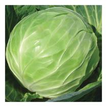 Sementes de Repolho Hibrido Blue Canyon 80mg