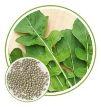 Sementes de Rúcula Cultivada Antonella 8g Sementes de Rúcula Cultivada Antonella 8g