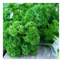 Sementes de Salsa Crespa Envelope C/ 2gr