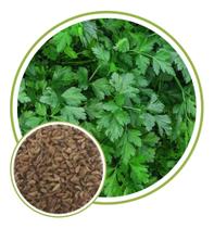 Sementes de Salsa Lisa 50gr