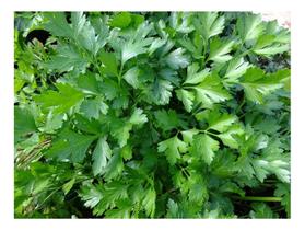 Sementes de Salsa Lisa Lata C/ 100gr Sementes de Salsa Lisa Lata C/ 100gr